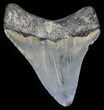 Bargain Megalodon Tooth - Maryland #29960-1